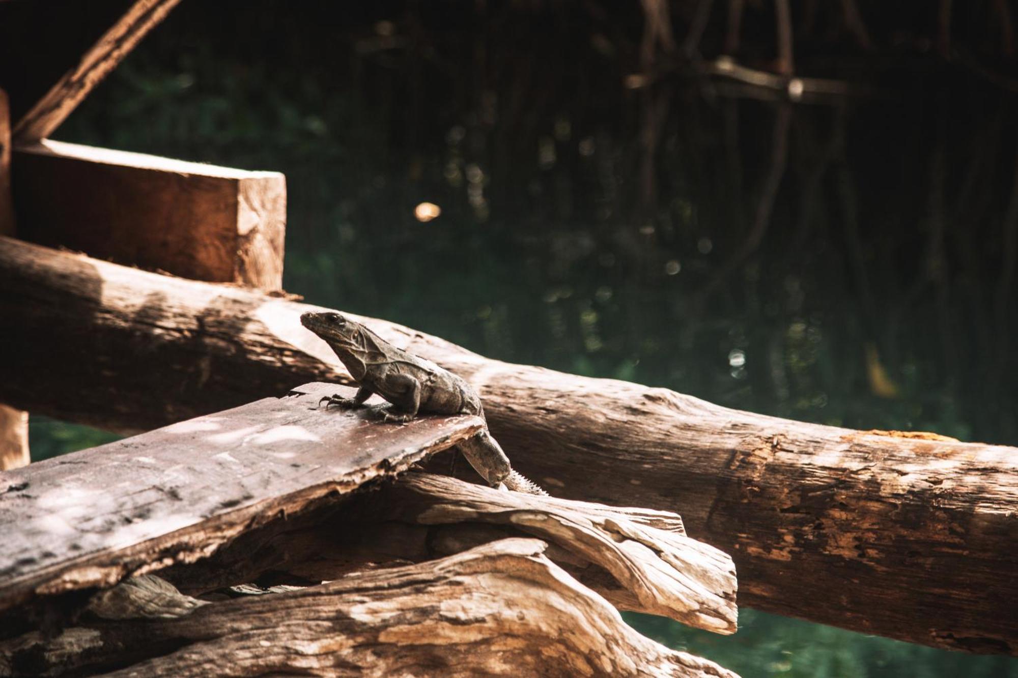 Uman Glamping & Cenote Tulum Hotel Exterior photo